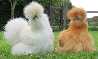 silkie-chickens
